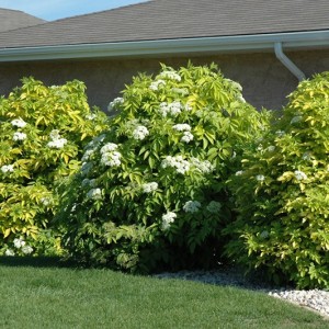 Саженец бузины чёрной Ауреа (Aurea)