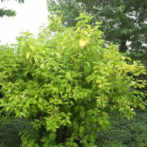 Саженец дерена Аурея  (Aurea)