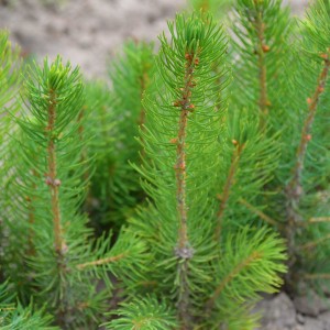 Саженец Ели Европейской до 20 см