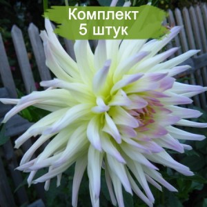 Клубни георгина Шутинг стар (Shooting Star) -  комплект 5 шт.