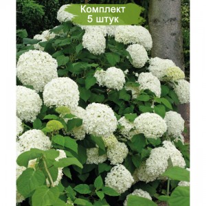 Саженцы гортензии древовидной Аннабель (Anabel) -  комплект 5 шт.