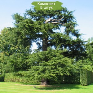 Саженцы кедра Ливанского 40-60 см -  комплект 5 шт.