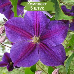 Саженцы клематиса Индийская Звезда -  комплект 5 шт.