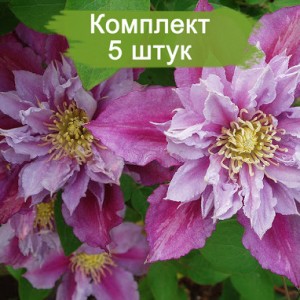Саженцы клематиса Пилу (Piilu) -  комплект 5 шт.