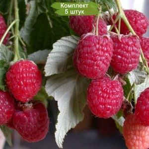 Саженцы штамбовой малины Сказка -  комплект 5 шт.