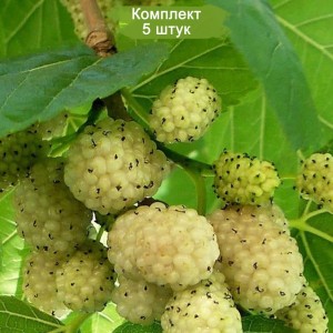 Саженцы тутовника (шелковицы) белый Медовый -  комплект 5 шт.