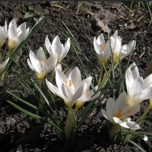 Луковица крокуса Мисс Вейн (Miss Vain)