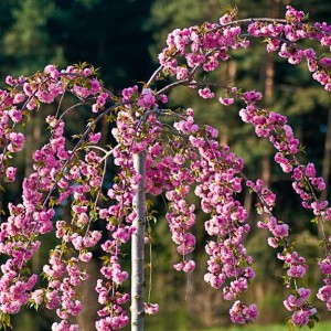 Саженец штамбовой сакуры Кику на Штамбе- Шидаре