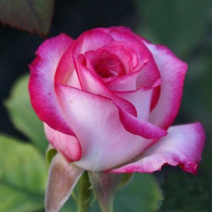 Саженец чайно-гибридной розы Белла Вита (Bella Vita)