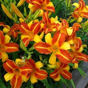 Саженец лилейника Франс Халс (Frans Hals)