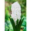 Луковица Гиацинта Сноу Кристалл (Snow Crystal)